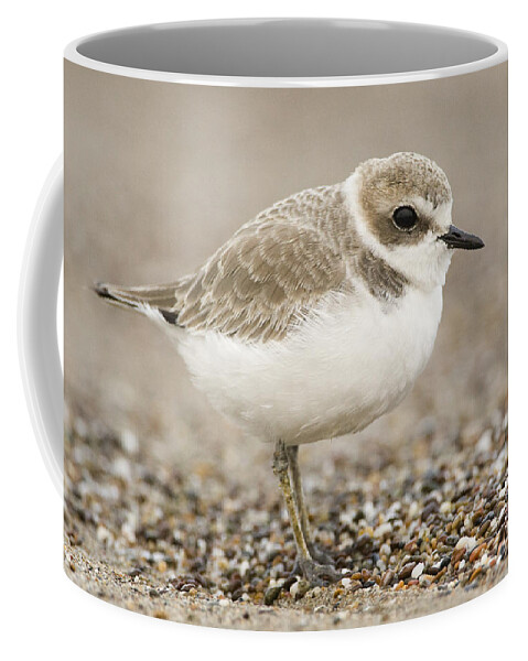 00429790 Coffee Mug featuring the photograph Snowy Plover In Winter Plumage Point #2 by Sebastian Kennerknecht