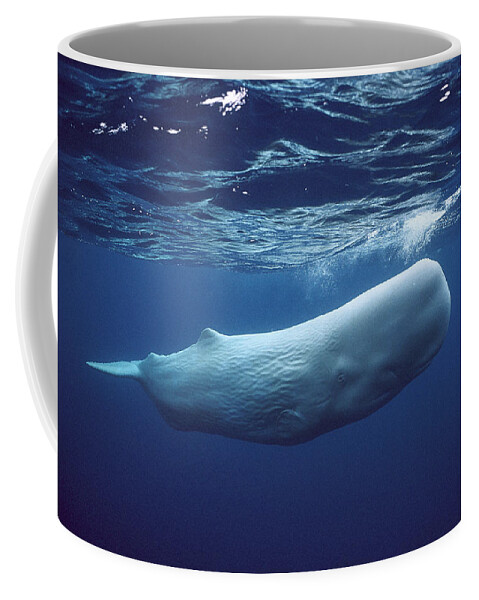 00270022 Coffee Mug featuring the photograph White Sperm Whale #1 by Hiroya Minakuchi