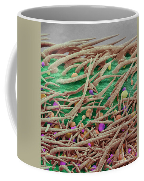 Biological Coffee Mug featuring the photograph Stem of Marijuana Plant, SEM #2 by Ted Kinsman