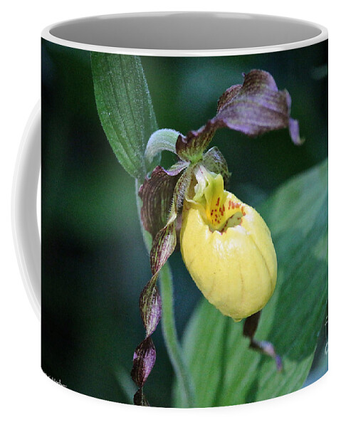 Flower Coffee Mug featuring the photograph Sunny Slipper Tear by Susan Herber