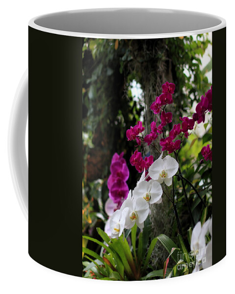  Coffee Mug featuring the photograph White Phalaenopsis Orchids #2 by Angela Rath