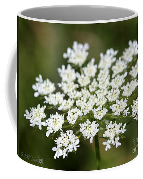 Mccombie Coffee Mug featuring the photograph Wildflower named Queen Anne's Lace #1 by J McCombie