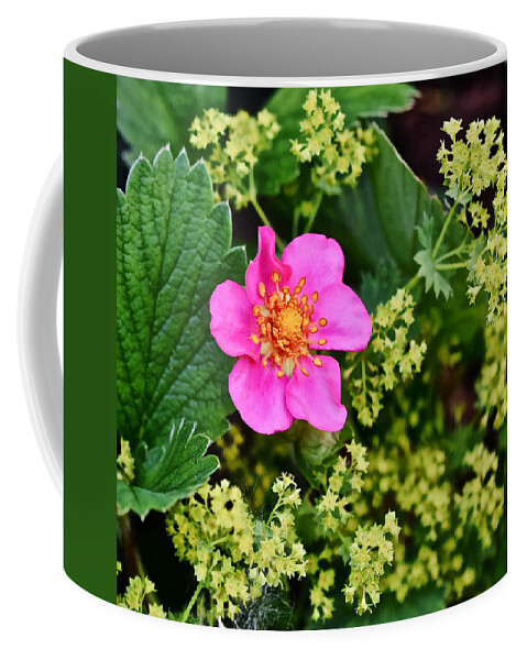 Strawberry Coffee Mug featuring the photograph 2015 Summer's Eve at the Garden Lipstick Strawberry by Janis Senungetuk