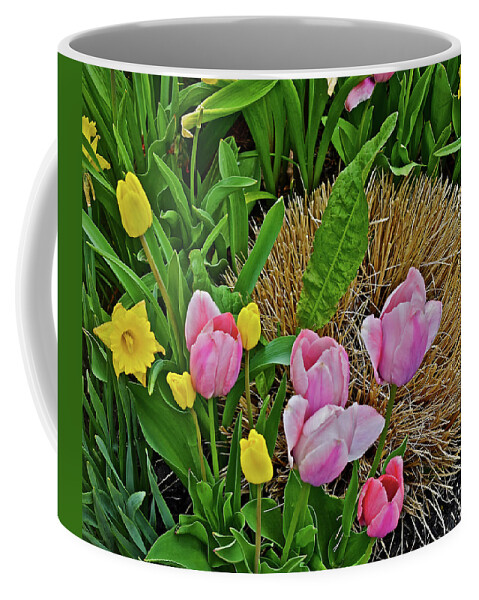Tulips Coffee Mug featuring the photograph 2016 Acewood Tulips and Daffodils by Janis Senungetuk