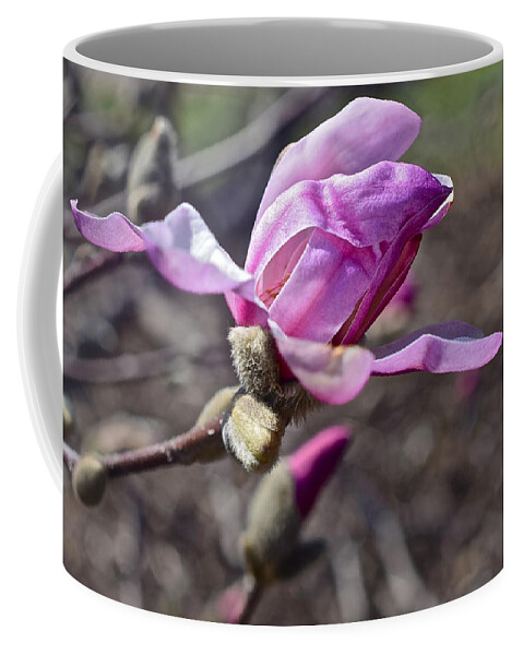 Magnolia Coffee Mug featuring the photograph 2016 Early Spring Loebner Magnolia 1 by Janis Senungetuk