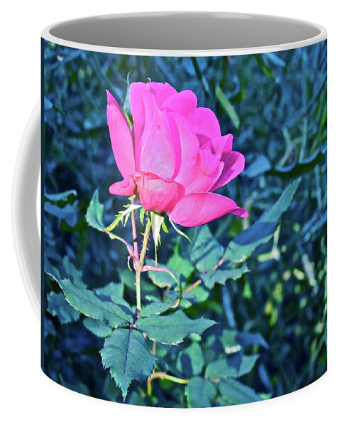 Rose Coffee Mug featuring the photograph 2016 Late Blooming Rose 1 by Janis Senungetuk