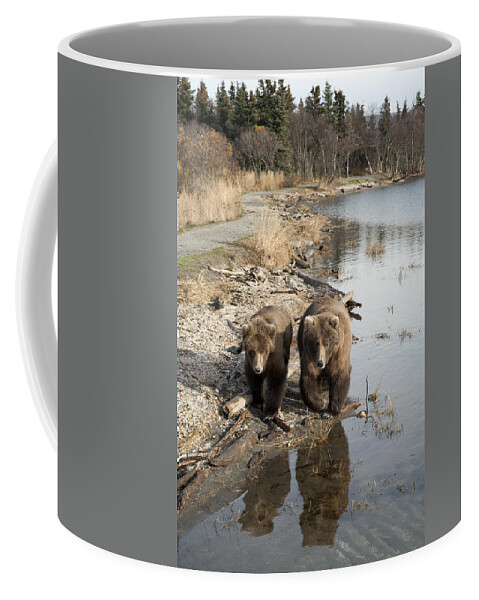 Mp Coffee Mug featuring the photograph Grizzly Bear Ursus Arctos Horribilis #21 by Matthias Breiter