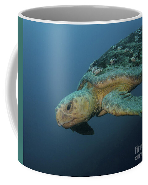  Coffee Mug featuring the photograph Untitled #260 by 