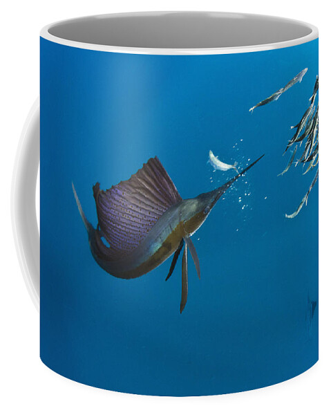Mp Coffee Mug featuring the photograph Atlantic Sailfish Istiophorus Albicans #3 by Pete Oxford