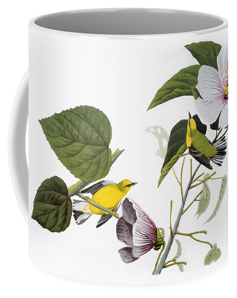 1827 Coffee Mug featuring the drawing Blue-winged Yellow Warbler #5 by John James Audubon