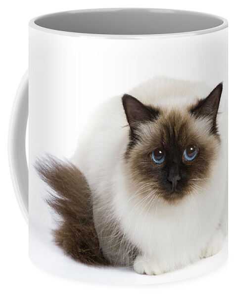 Cat Coffee Mug featuring the photograph Birman Cat #3 by Jean-Michel Labat