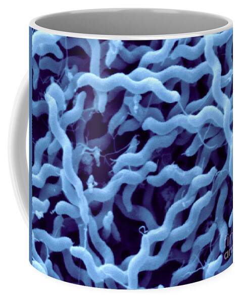 Campylobacter Jejuni Coffee Mug featuring the photograph Campylobacter Jejuni #3 by Scimat