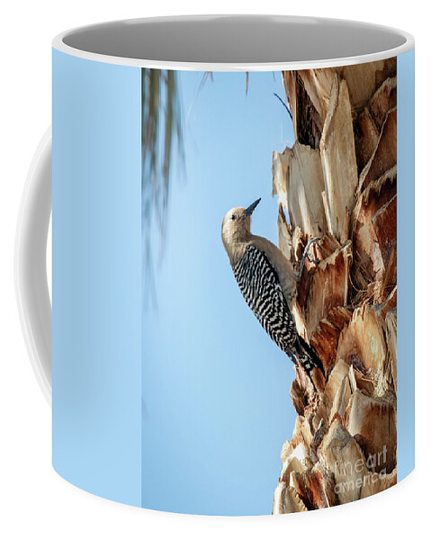 Bird Coffee Mug featuring the photograph Gila Woodpecker #3 by Robert Bales