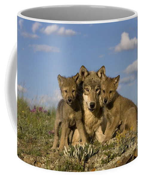 Gray Wolf Coffee Mug featuring the photograph Gray Wolf And Cubs #3 by Jean-Louis Klein & Marie-Luce Hubert