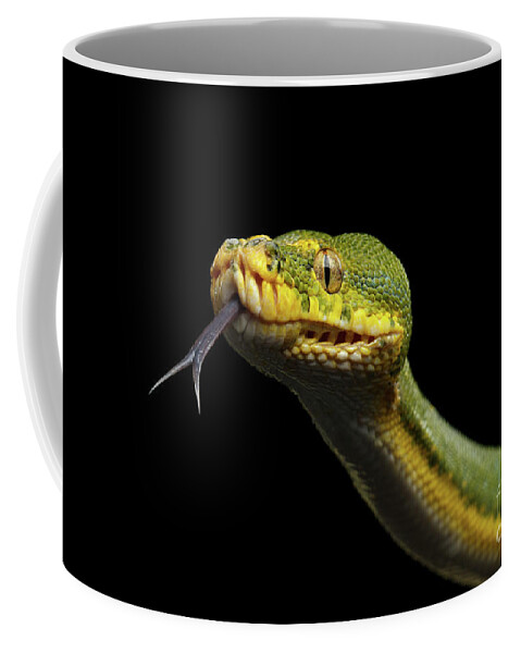 Snake Coffee Mug featuring the photograph Green Tree Python. Morelia viridis. Isolated black background #1 by Sergey Taran