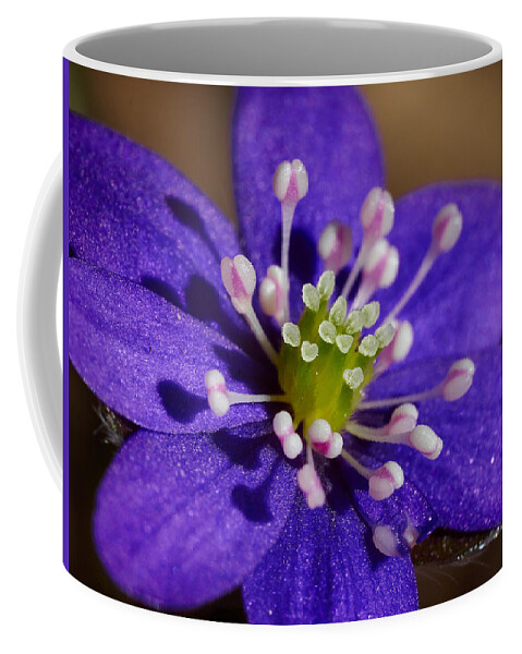 Anemone Hepatica Coffee Mug featuring the photograph Hepatica #3 by Jouko Lehto