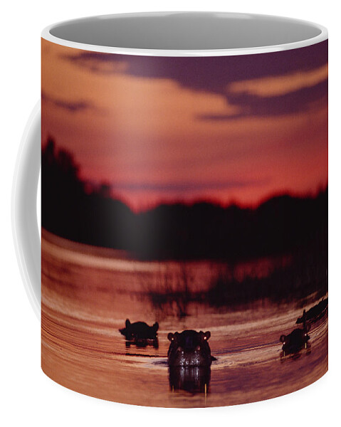 Mp Coffee Mug featuring the photograph Hippopotamus Hippopotamus Amphibius #3 by Gerry Ellis
