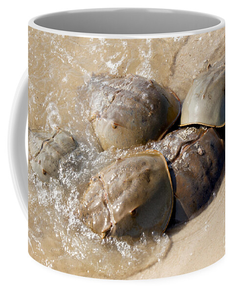 Horseshoe Crab Coffee Mug featuring the photograph Horseshoe Crab - Limulus polyphemus #3 by Anthony Totah
