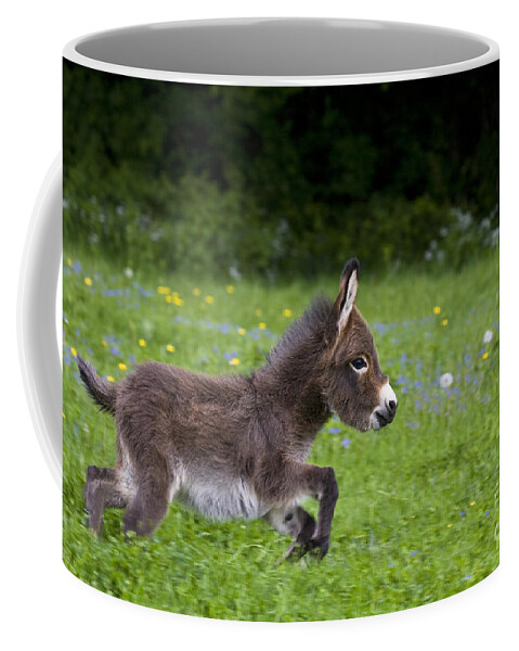 Miniature Donkey Coffee Mug featuring the photograph Miniature Donkey Foal #3 by Jean-Louis Klein & Marie-Luce Hubert