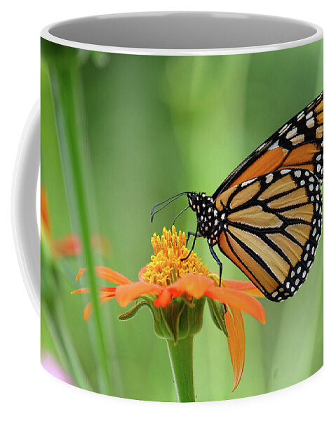 Butterfly Coffee Mug featuring the photograph Monarch #6 by Ronda Ryan