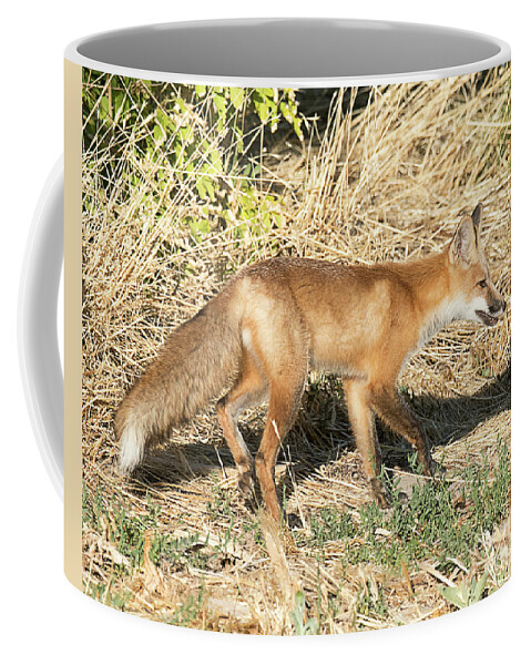 Mammal Coffee Mug featuring the photograph Red Tailed Fox Hunting #5 by Dennis Hammer