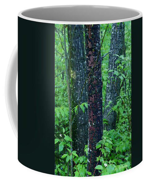 Trees Coffee Mug featuring the photograph 3 Trees by Jo Smoley