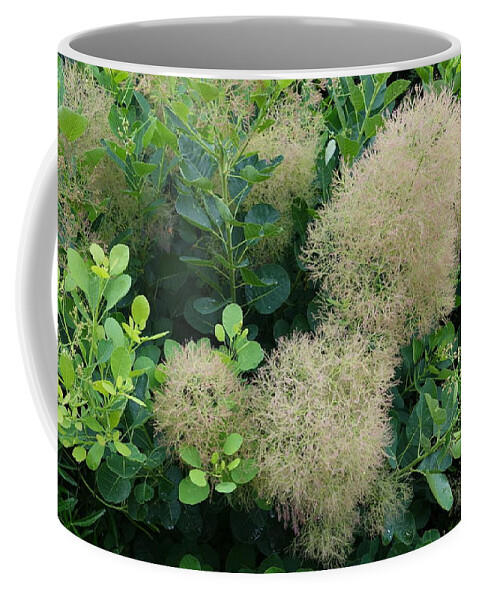 Plant Coffee Mug featuring the photograph Plant #37 by Mariel Mcmeeking