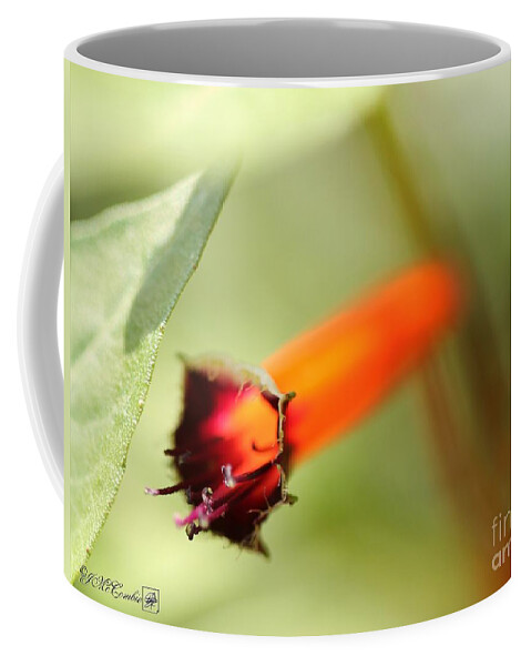 Mccombie Coffee Mug featuring the photograph Cigar Flower named Dynamite #3 by J McCombie