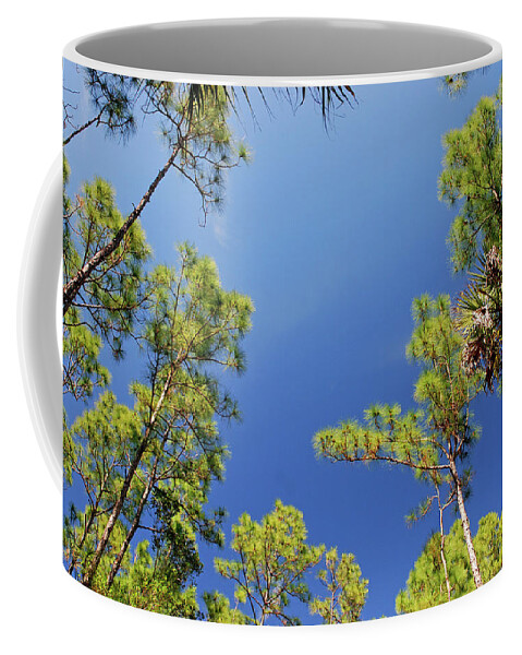  Cypress Trees Coffee Mug featuring the photograph 4- Cypress Trees by Joseph Keane