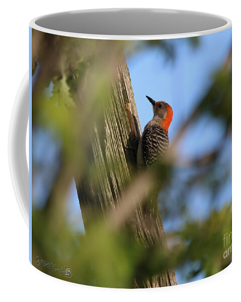 Mccombie Coffee Mug featuring the photograph Female Red-Bellied Woodpecker #3 by J McCombie