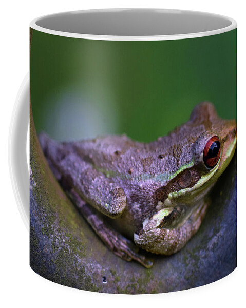 Photograph Coffee Mug featuring the photograph Frog #4 by Larah McElroy