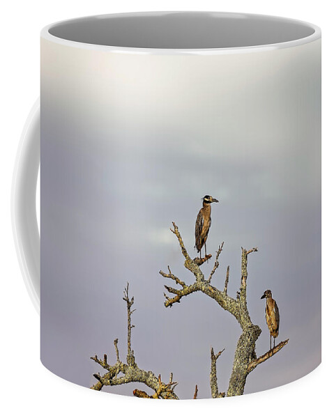 Animal Coffee Mug featuring the photograph Green Heron #4 by Peter Lakomy