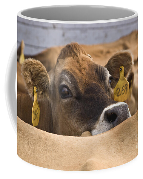 Cow Coffee Mug featuring the photograph Jersey Cow #4 by Inga Spence