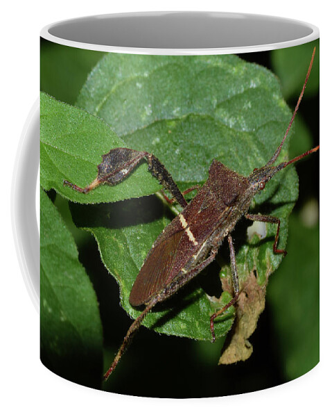 Photograph Coffee Mug featuring the photograph Leaf Footed Bug #4 by Larah McElroy