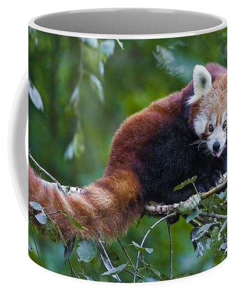Red Panda Coffee Mug featuring the digital art Red Panda #4 by Super Lovely