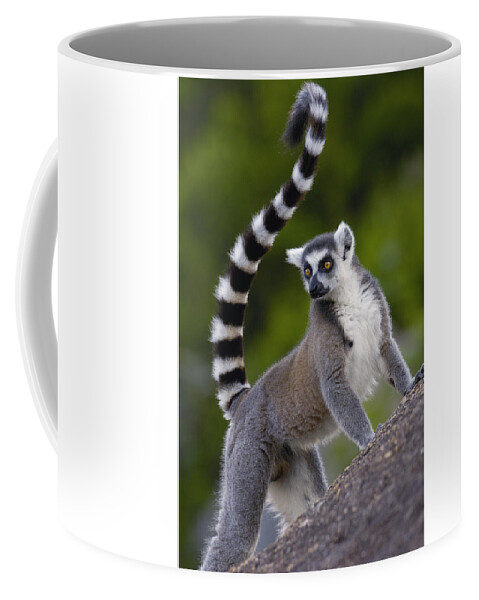 Awesome Lemurs Coffee Mug 11oz