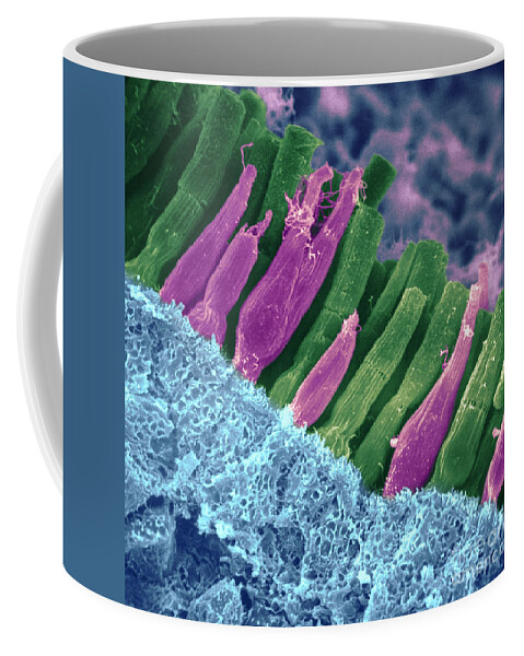Scanning Electron Micrograph Coffee Mug featuring the photograph Rods And Cones In Retina by Omikron