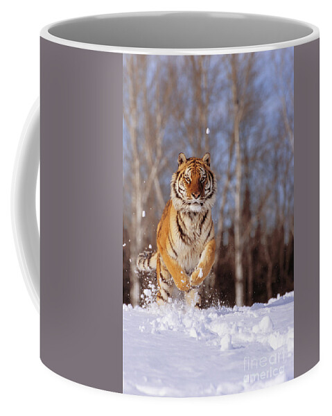 Afternoon Coffee Mug featuring the photograph Siberian Tiger #4 by John Hyde - Printscapes