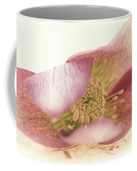 Flower Coffee Mug featuring the photograph Hellebore Bud by Anne Geddes