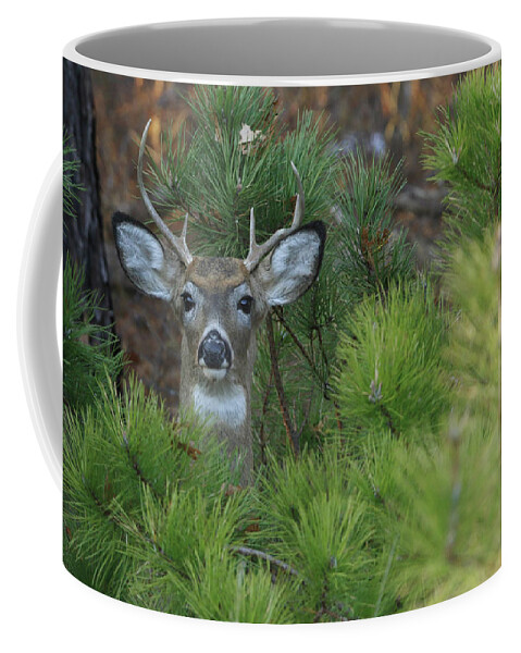 White Tail Deer Coffee Mug featuring the photograph White Tailed Deer Calverton New York #4 by Bob Savage