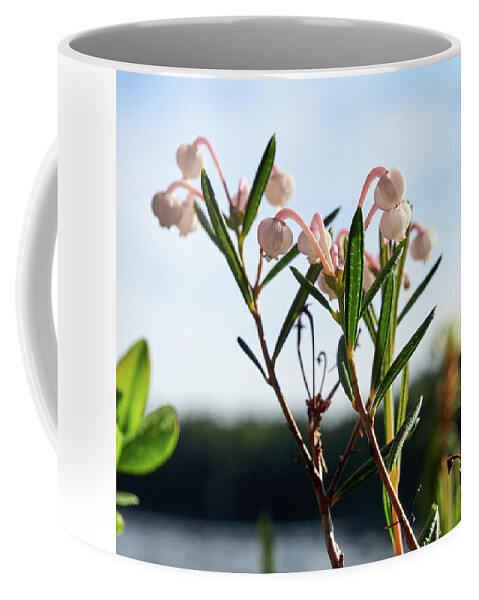 Finland Coffee Mug featuring the photograph Bog Rosemary #5 by Jouko Lehto