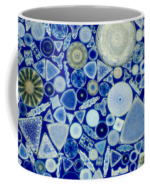 Diatom Coffee Mug featuring the photograph Diatoms by M. I. Walker