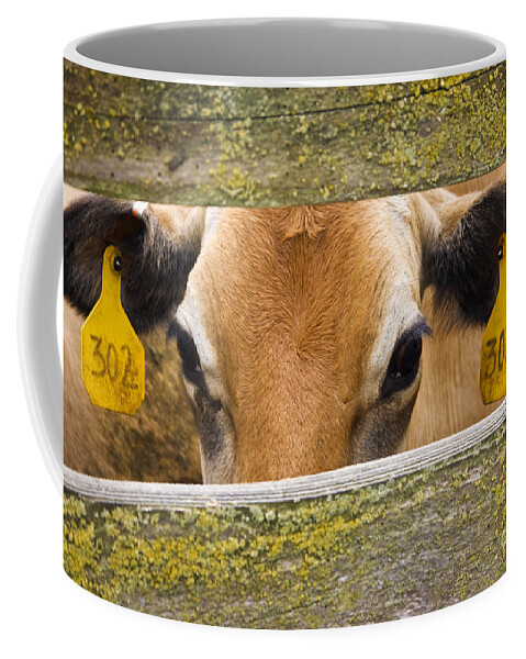 Cow Coffee Mug featuring the photograph Jersey Cow #5 by Inga Spence