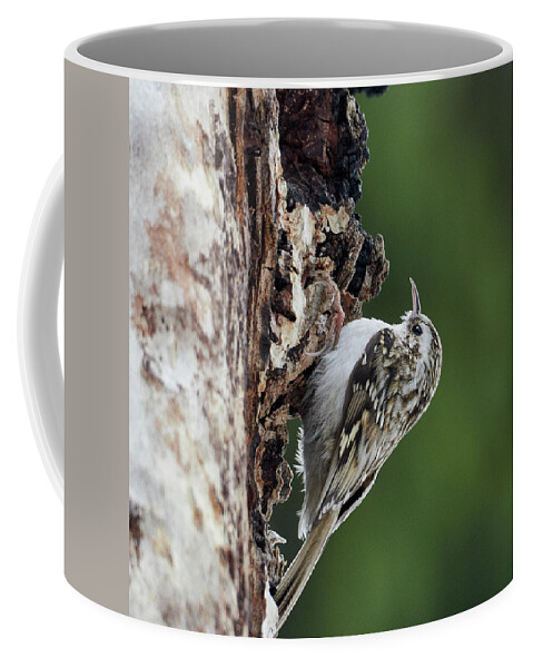 Certhia Familiaris Coffee Mug featuring the photograph Eurasian treecreeper #7 by Jouko Lehto