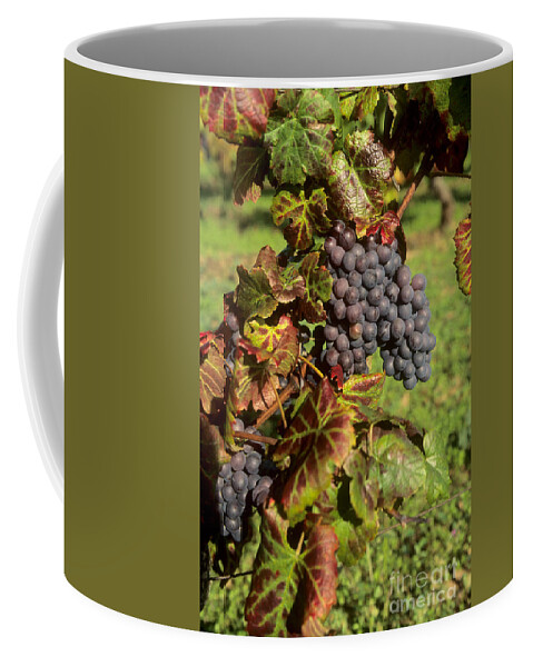 Winegrowing Coffee Mug featuring the photograph Grapes growing on vine #6 by Bernard Jaubert