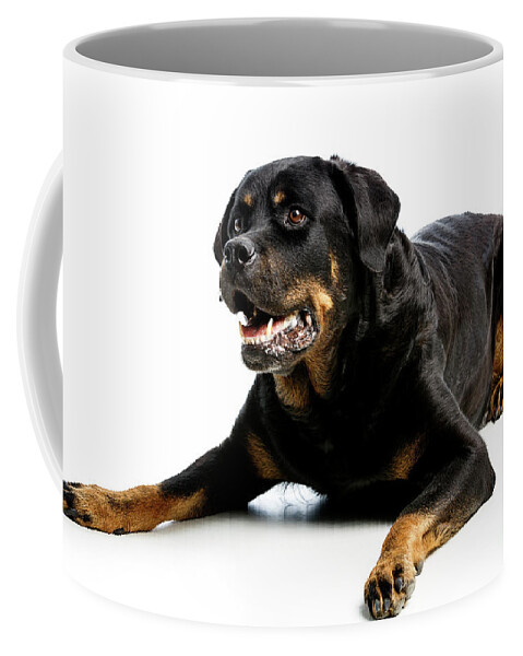 Animal Coffee Mug featuring the photograph Rottweiler dog #6 by Gunnar Orn Arnason