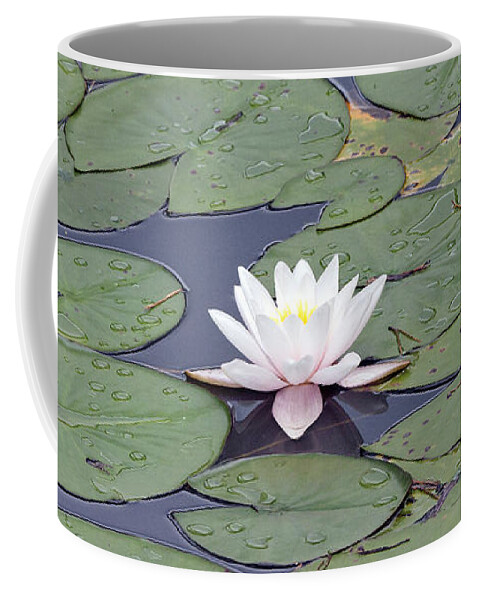 White Coffee Mug featuring the photograph Water lily in the pond #6 by Odon Czintos