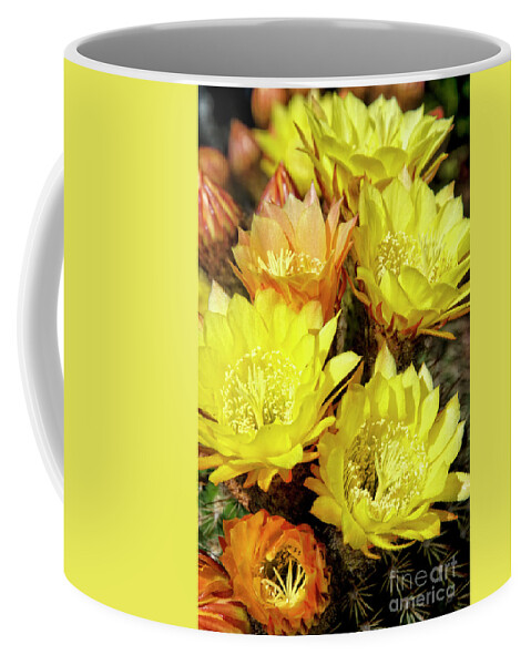 Flower Coffee Mug featuring the photograph Yellow cactus flowers #6 by Jim And Emily Bush