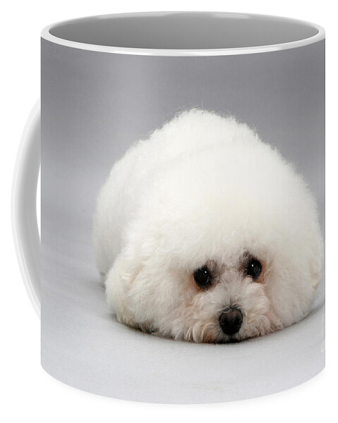 Dog Coffee Mug featuring the photograph Bichon Frise #16 by Jane Burton
