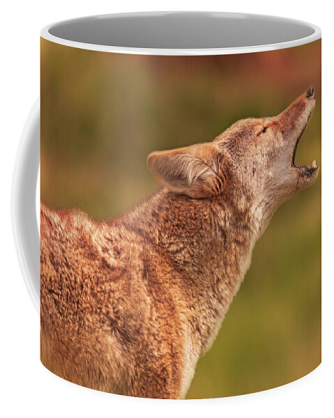 Animal Coffee Mug featuring the photograph Coyote #7 by Brian Cross